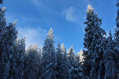 Snow-covered trees