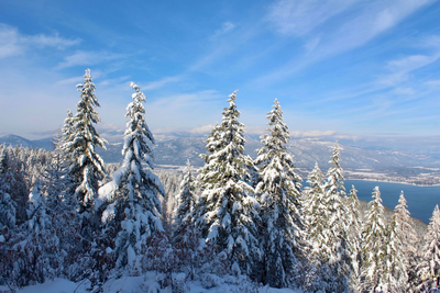 Winter Wonderland