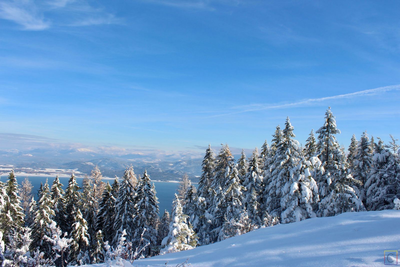 Winter Wonderland