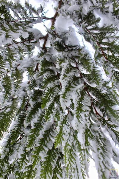 Snow-laden pine from the underside.