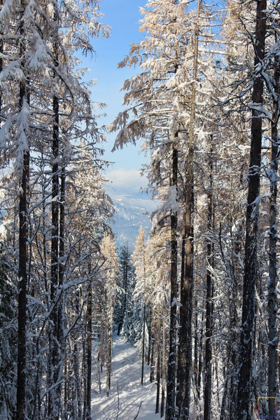 View through the trees.