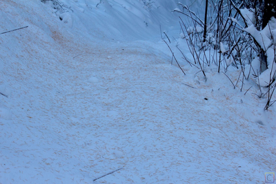 Pine needles on freshly fallen snow.