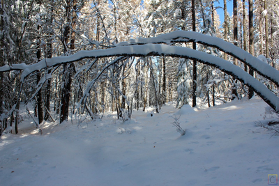 The trail leading to the lookout.