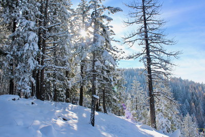 Beautiful colors of the rainbow were captured in this shot of snow-frosted trees.